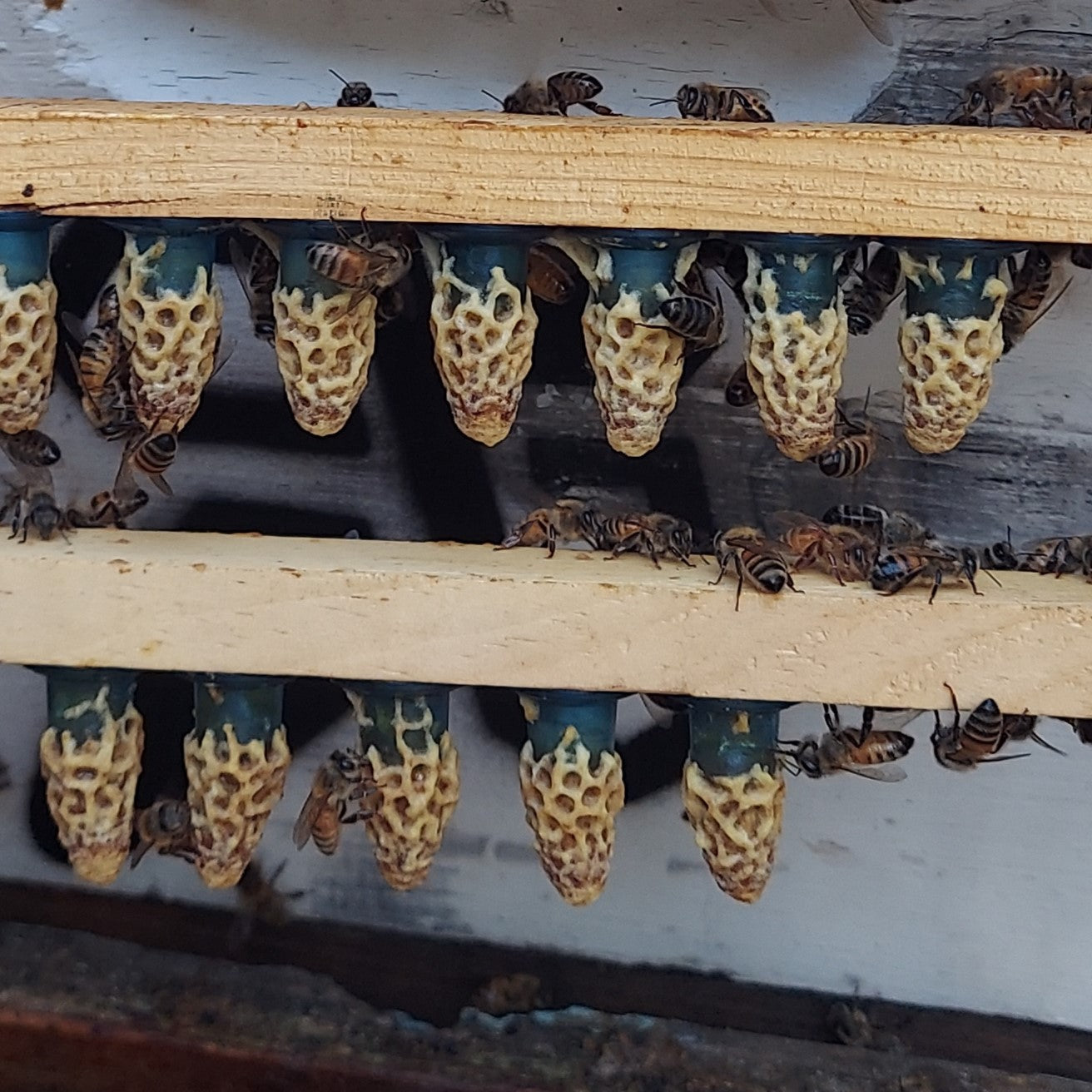 Carniolan Queen Cells, 2025