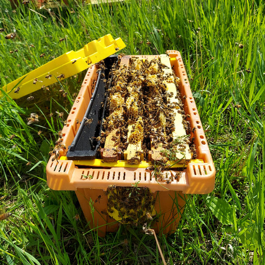 Honeybee Nucs For Sale Carniolan VSH