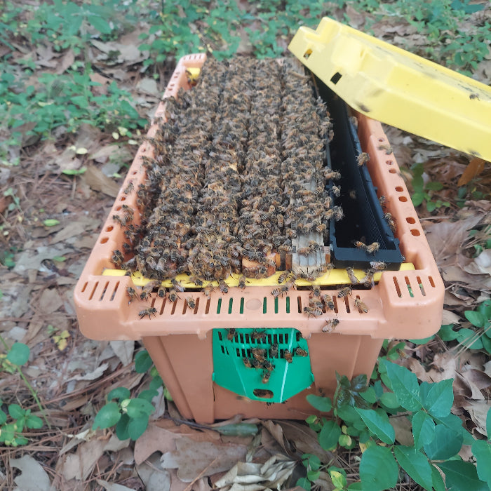 Beehive for sale, bee nucs, bees for sale, starter hive