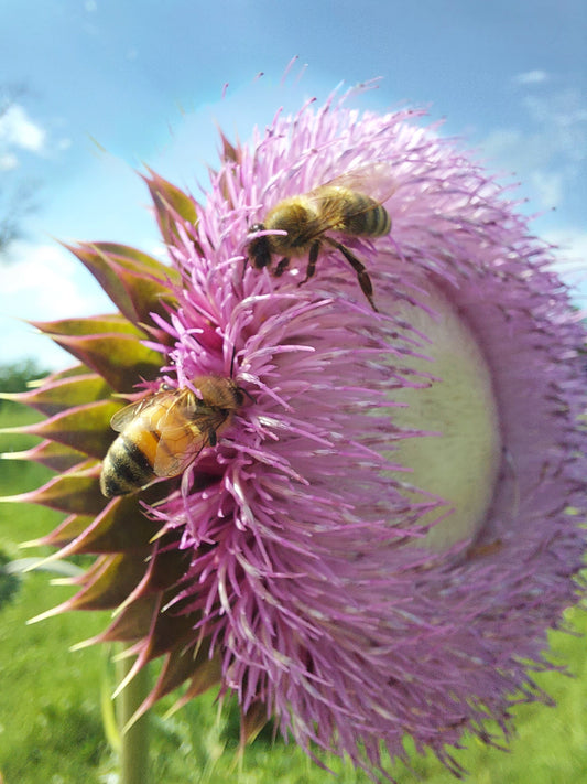 Honeybees on a Texas thistle flower