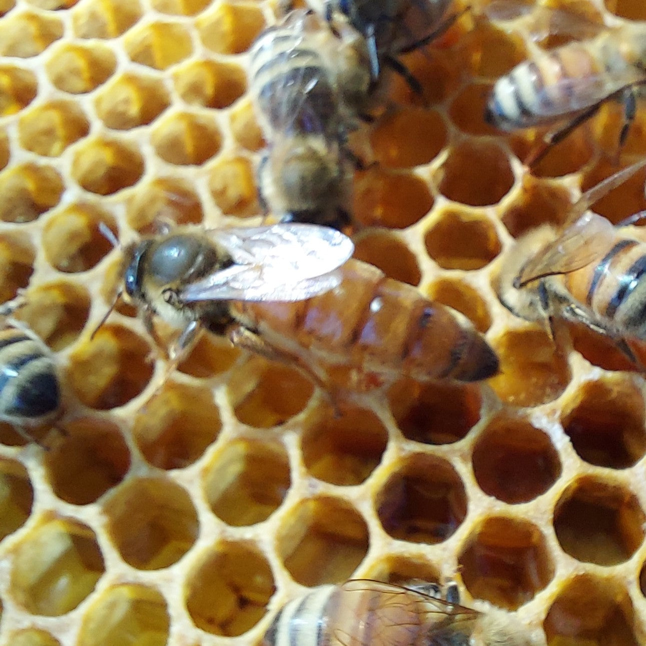 Bees and Queens