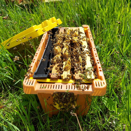 Bee Nucs May 2025