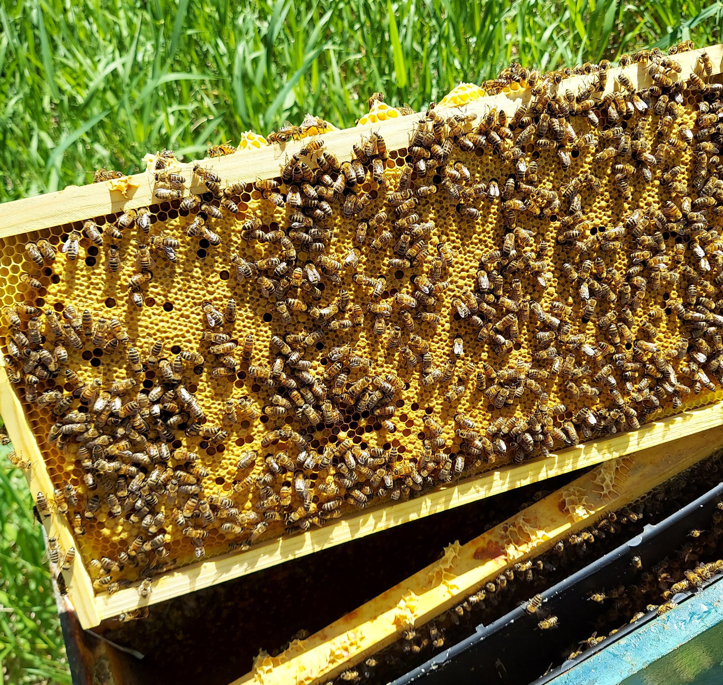 Honeybee Brood