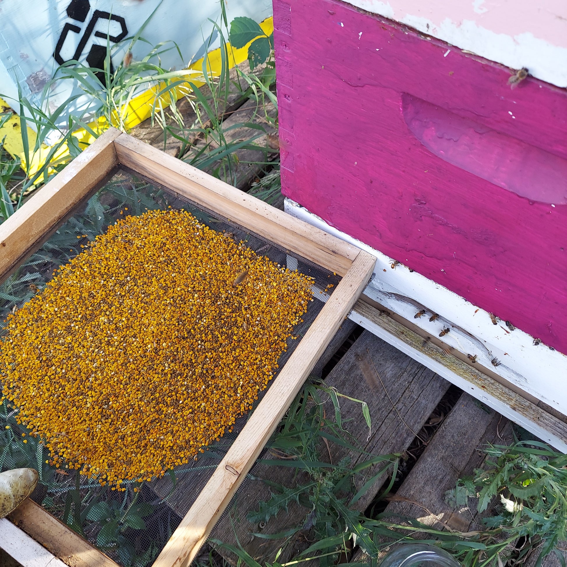 Harvesting Bee Pollen